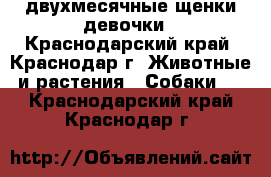 двухмесячные щенки девочки - Краснодарский край, Краснодар г. Животные и растения » Собаки   . Краснодарский край,Краснодар г.